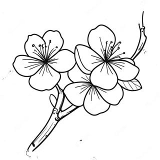 ښکلی د چیری بلوسم څانګه انځور پاڼه د رنګولو پاڼې